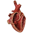 split_004.png Anatomical human heart in cross section