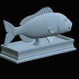 Dentex-mouth-statue-55.png fish Common dentex / dentex dentex open mouth statue detailed texture for 3d printing