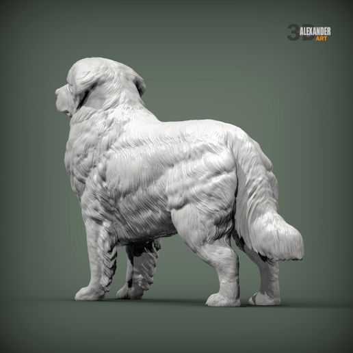 Bernese-Mountain-Dogs4.jpg Perros de montaña de Berna