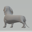 3.png Dachshund Dog 3D print model