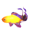 PNG3.png GOLDFISH Guppy Blue Grass FISH TOAD AMPHIBIAN TADPOLE ANIMAL ANATOMY 3D MODEL WATER OCEAN RIVER BOAT SALMON SHARK
