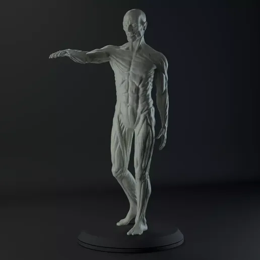 Human Muscular System Anatomy Model STL for 3D Printing