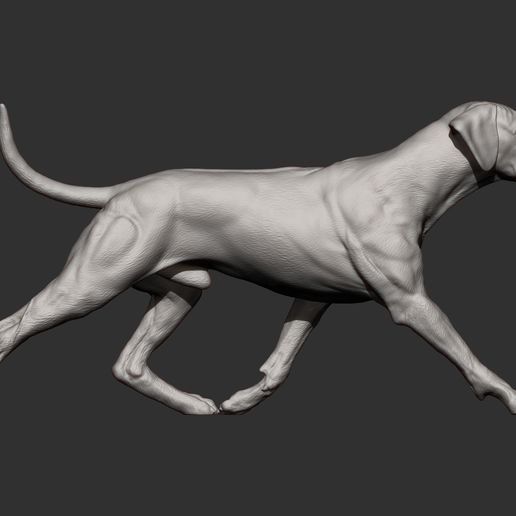 rhodesian-ridgeback-running11.jpg rhodesian ridgeback running 3D printed model
