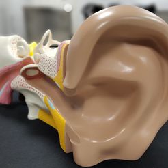 ear-4.jpg Outer, middle and inner ear , FOR HUMAN ANATOMY STUDY