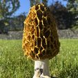 morrel_007.jpg Morel mushroom (lamp option)