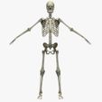 Signature_View.jpg Human Skeletal System