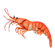 Shrimp.png Detailed Raw Shrimp