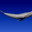 001.jpg BLUE WHALE