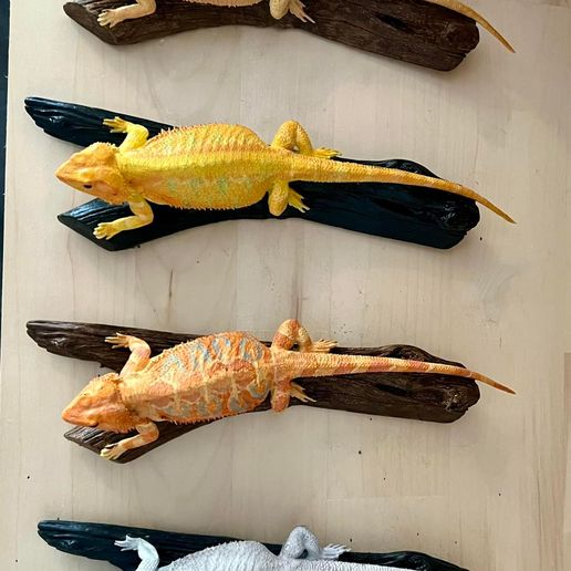 279729949_10160033947892288_7974861176062707937_n.jpg Dragão barbudo