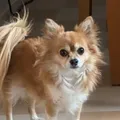 fredrikrocky