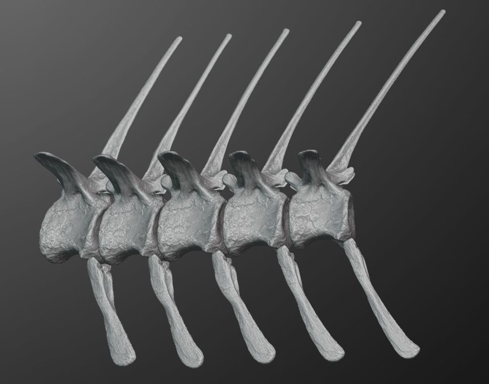 spinosaurTail_preview02.jpg 3D file Spinosaurus Tail Section・3D printable design to download, LordTrilobite