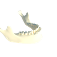 Machoire''.png Jaw
