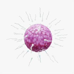 Ovum_Tumbnail.png Fichier 3D Fécondation humaine de spermatozoïdes et d'ovules (ovules)・Modèle pour impression 3D à télécharger