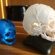 IMG_3820.JPG Newborn skull