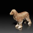 Afghan-Hound02.jpg Afghan Hound - DOG BREED - CANINE -3D PRINT MODEL