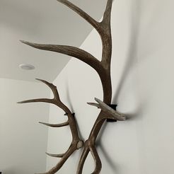 66cb288f-84a3-47e2-98ff-12224763c28e.jpeg Elk Shed Antler Wall Mounts - Left, Right, Corded