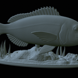 Dentex-statue-1-35.png fish Common dentex / dentex dentex statue underwater detailed texture for 3d printing