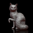 cat.1.png Cat