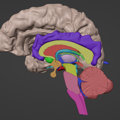 5.png 3D Brain Hemisphere and Brain Stem