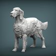 English-Setter2.jpg English Setter 3D print model