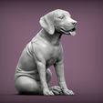 Fila-Brasileiro-puppy2.jpg Fila Brasileiro puppy 3D print model
