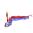 00F.png DOWNLOAD Hairtail DOWNLOAD FISH DINOSAUR DINOSAUR Hairtail FISH 3D MODEL ANIMATED - BLENDER - 3DS MAX - CINEMA 4D - FBX - MAYA - UNITY - UNREAL - OBJ -  Hairtail FISH DINOSAUR