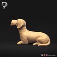 Dachshund-Wire-Haired-Pose-08-Dog-3D-Print-7s.jpeg Dachshund Wire Haired Pose 08