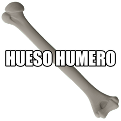 hueso-3.png Бесплатный STL файл ЧЕЛОВЕЧЕСКАЯ КОСТЬ・Идея 3D-печати для скачивания