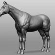 2.jpg Horse Breeds Collection