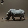 black_rhino_4.jpg Black Rhino