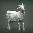 Goat5.jpg Goat 3D print model