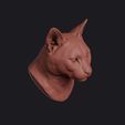 african_golden_cat_0003.jpg African Golden Cat Head