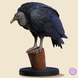 Black-Headed-Vulture.jpg Black-Headed Vulture (Urubu-de-Cabeça-Preta)