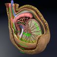 file-19.jpg testis with covering layers 3D model