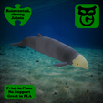 CBW_Cults.png Cuvier's Beaked Whale Flexi