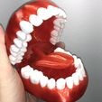 teeth-1.jpg Dental Teeth training Model