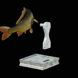 Carp-trophy-statue-23.png fish carp / Cyprinus carpio in motion trophy statue detailed texture for 3d printing