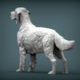 English-Setter5.jpg English Setter 3D print model