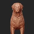 04.jpg Labrador Retriever model 3D print model