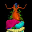 20.png 3D Model of Cardiovascular System, Thorax and Abdomen