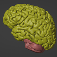 22.png 3D Model of Skull and Brain with Brain Stem