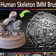 Human-Skeleton-IMM-Brushes-Sculpted-By-Yacine-BRINIS-Set-027.jpg Human Skeleton IMM Brushes