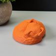 IMG_2830.jpg Sleeping Fox