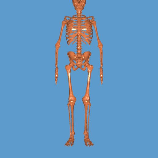 20220406_121520.jpg ESQUELETO 3D