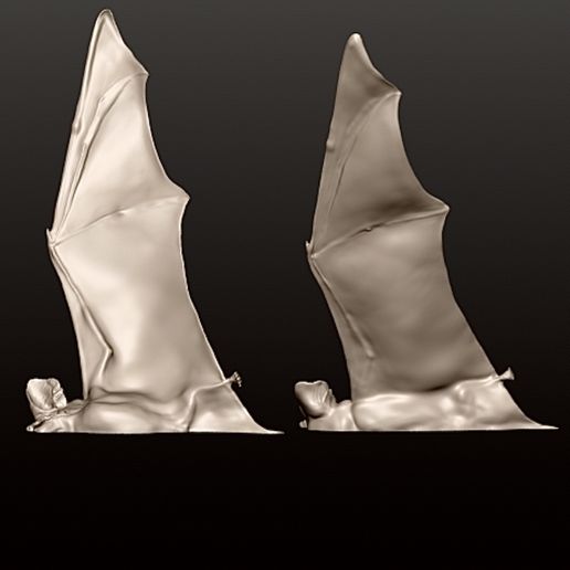 IMG_0108.jpg BAT FLYING