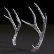 10004.jpg Deer horns