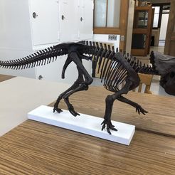 20220506_174712536_iOS.jpeg Archivo STL Esqueleto de una cría de Triceratops Parte05/07・Modelo para descargar y imprimir en 3D
