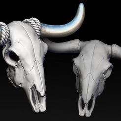 1-1.jpg Bull Skull with Separate Horns