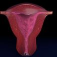 file-11.jpg Uterus cut open bisected labelled detail
