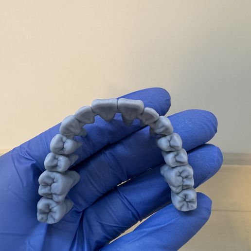 IMG_1284.jpg Anatomy dental full arch